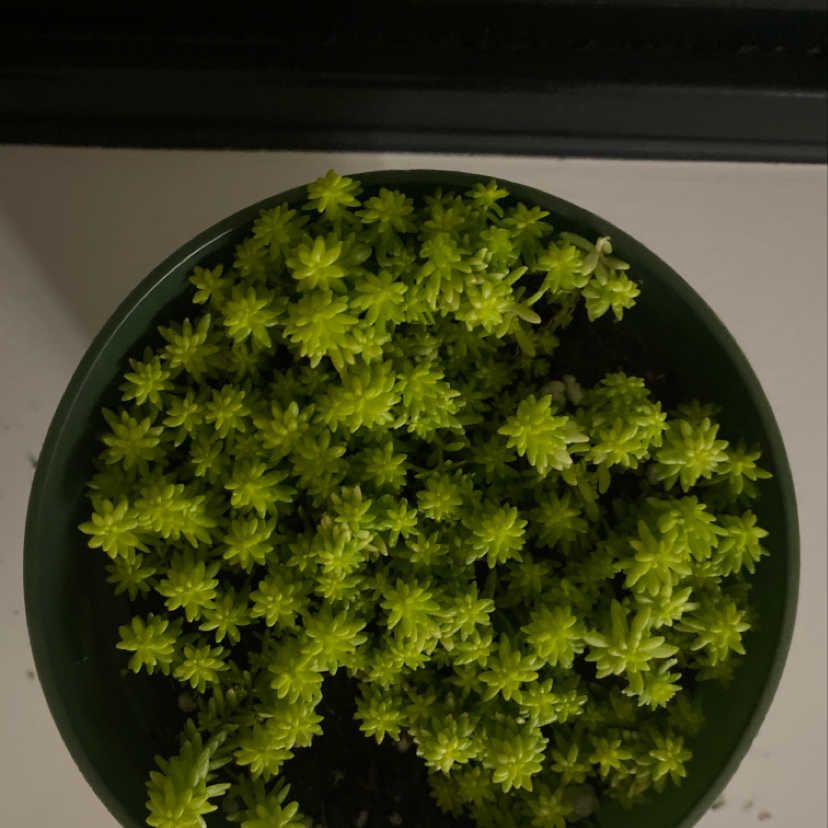 Potted Goldmoss Stonecrop plant with vibrant green foliage.