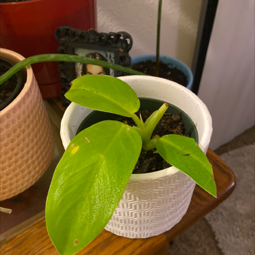 Philodendron 'Moonlight' plant in a white pot with vibrant green leaves.