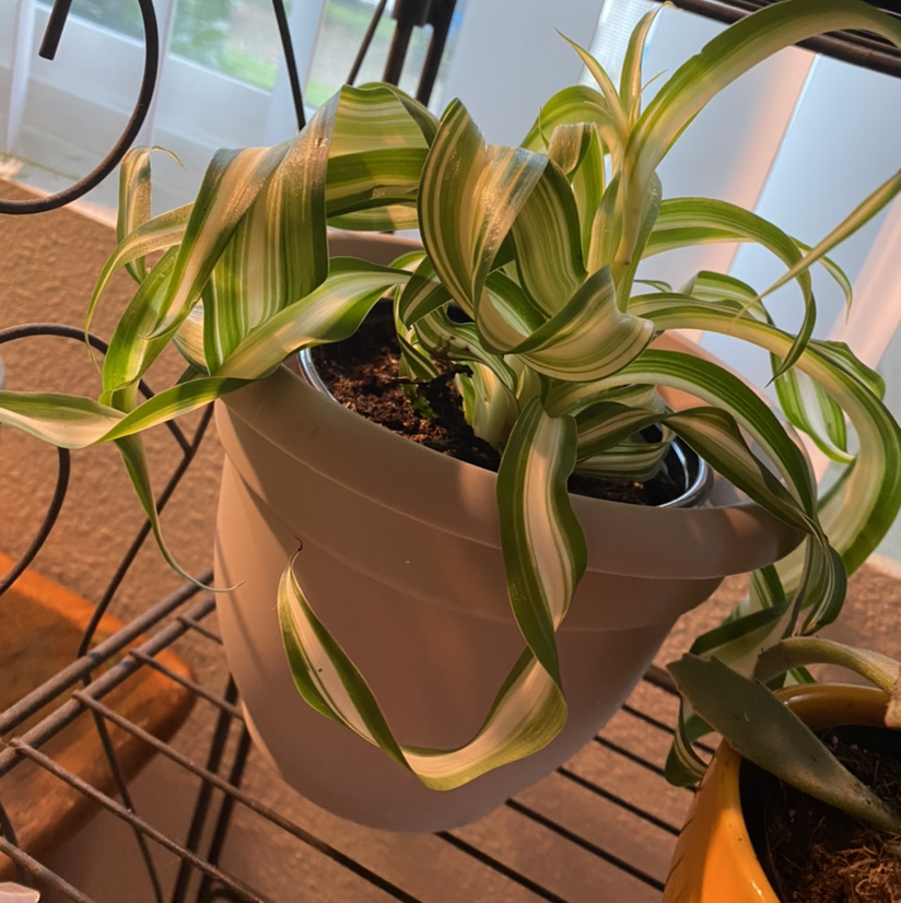 Curly Spider Plant in a white pot on a metal rack with visible soil.