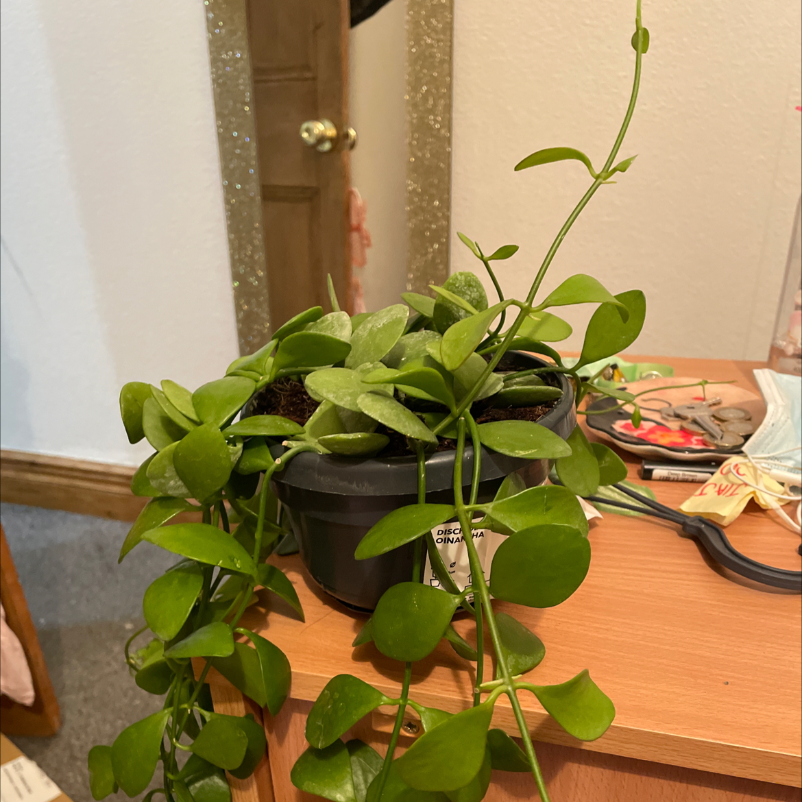 Photo of the plant species Dischidia oinatha by Yijia named Onkia on Greg, the plant care app