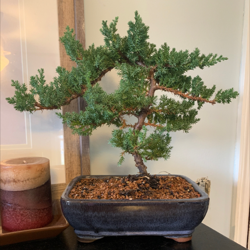 Japanese Garden Juniper bonsai in a pot with healthy green foliage and visible soil.
