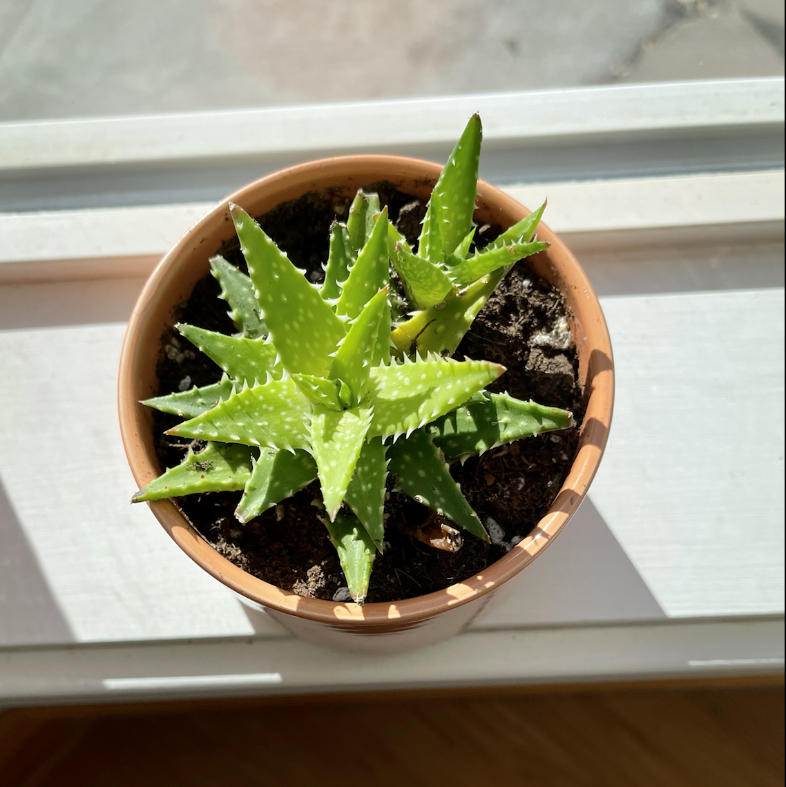 Photo of the plant species Tiger Tooth Aloe by Mary named Aloe Zanzibarica on Greg, the plant care app