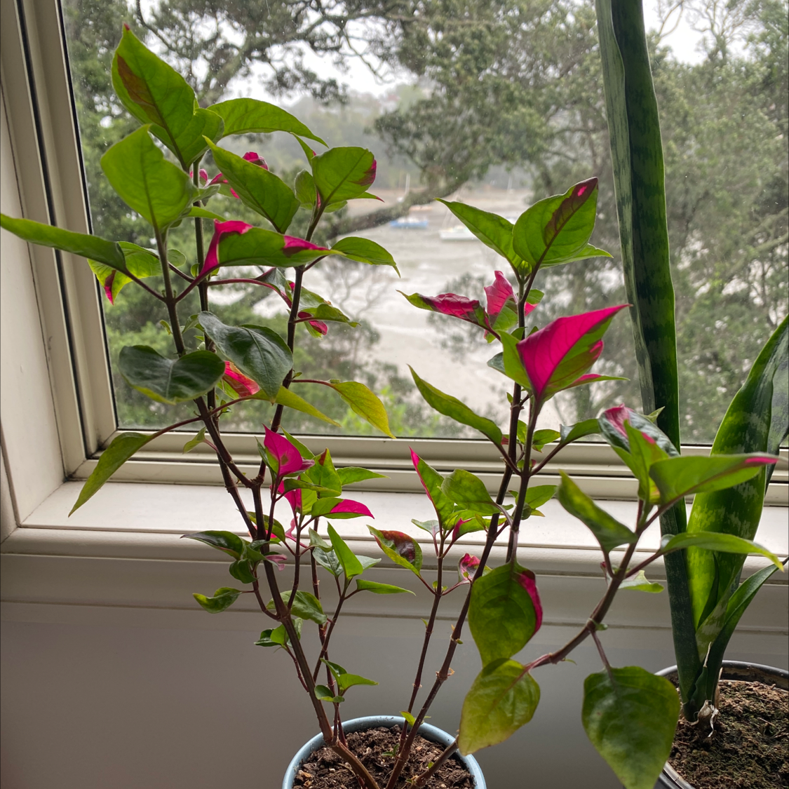 Party Time Alternanthera plant with green and pink variegated leaves in a pot on a windowsill.