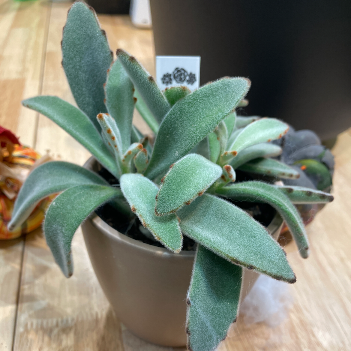 Panda Plant plant photo by @KirstieKat named Kal on Greg, the plant care app.