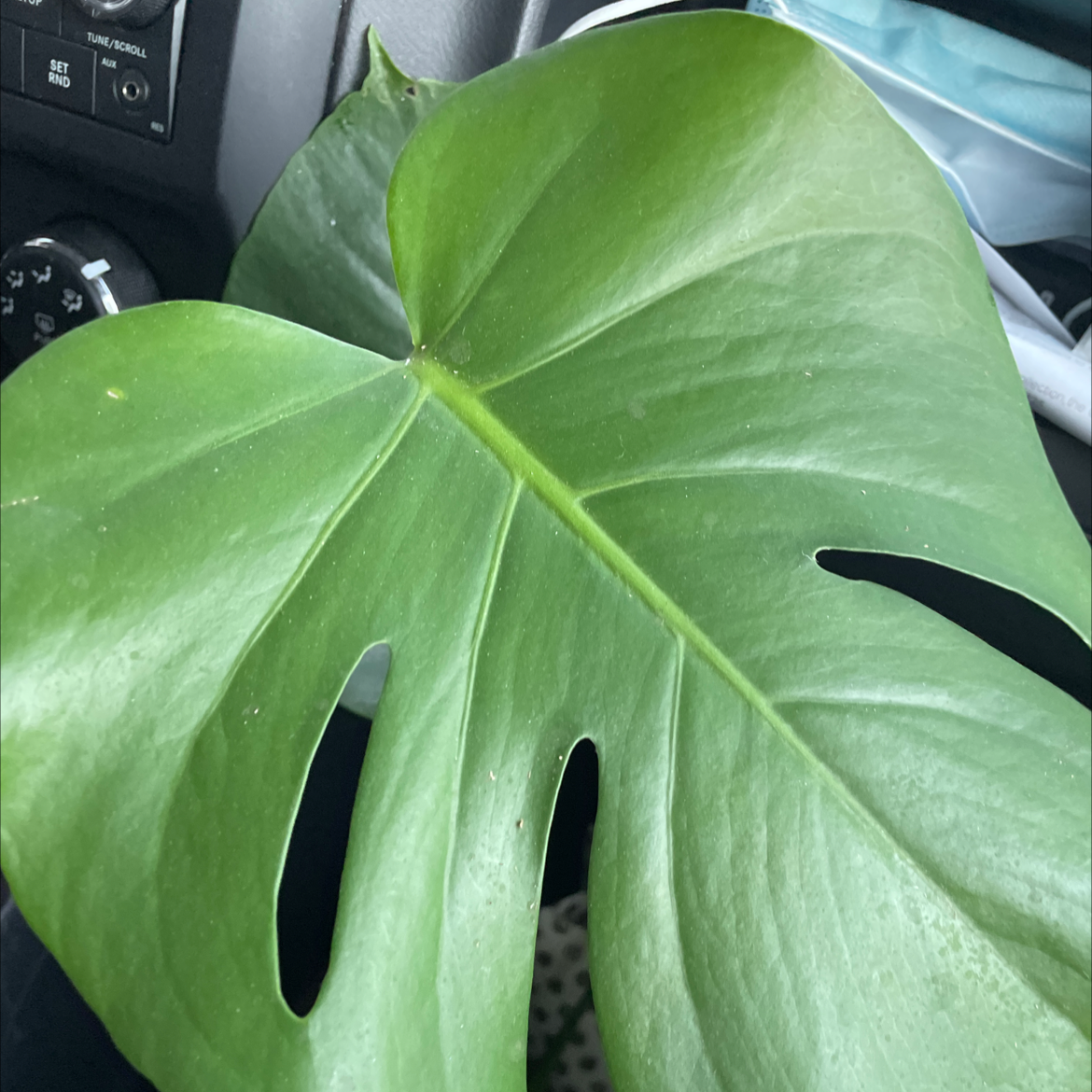 Monstera plant photo by @KirstieKat named Doja on Greg, the plant care app.