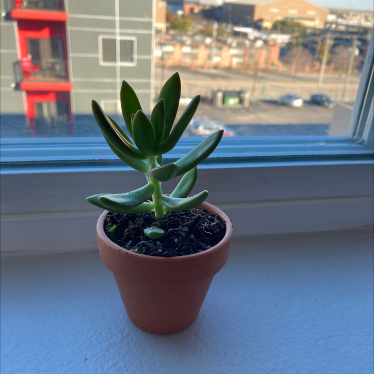 Pale Stonecrop succulent in a terracotta pot on a windowsill.