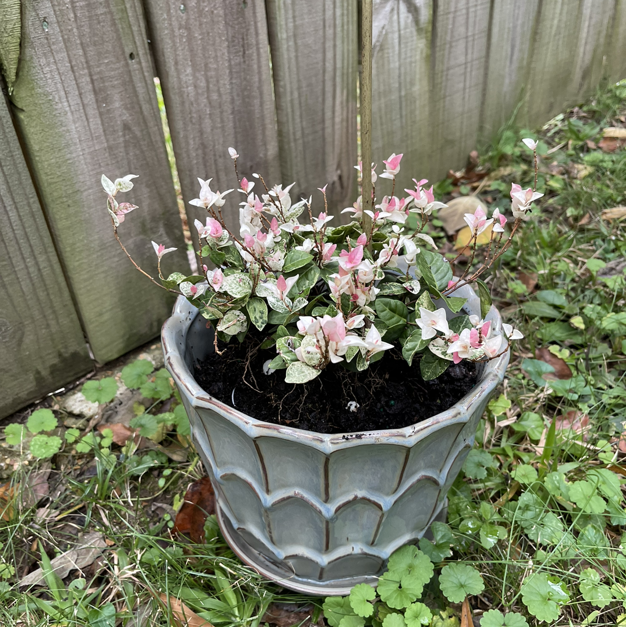 Potted Asian Jasmine plant with variegated leaves and pink tips, placed outdoors near a wooden fence.