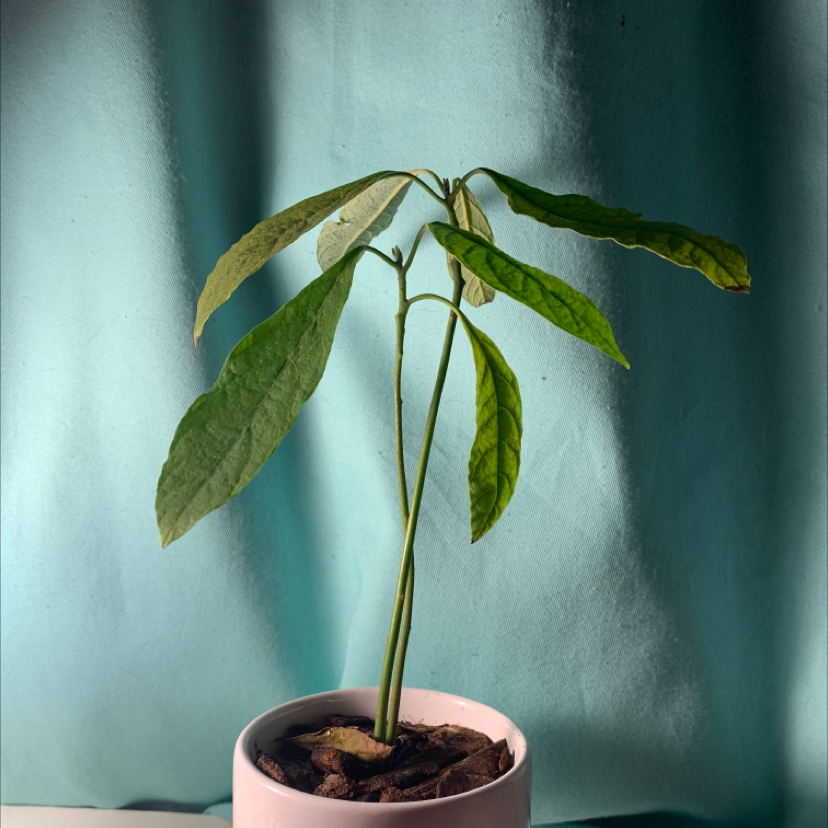 Wurtz Avocado plant photo by @AlliesWateringLife named Navajo on Greg, the plant care app.