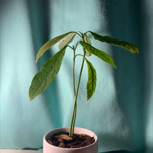 Avocado plant photo by @AlliesWateringLife named Navajo on Greg, the plant care app.