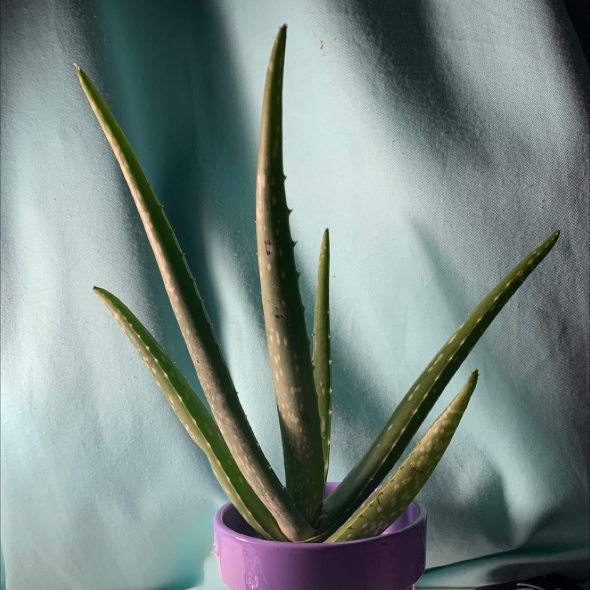 Aloe vera plant photo by @AlliesWateringLife named Chlorophill on Greg, the plant care app.