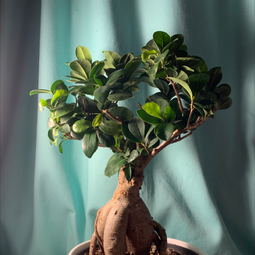 Ficus Ginseng plant photo by @AlliesWateringLife named Gerald on Greg, the plant care app.