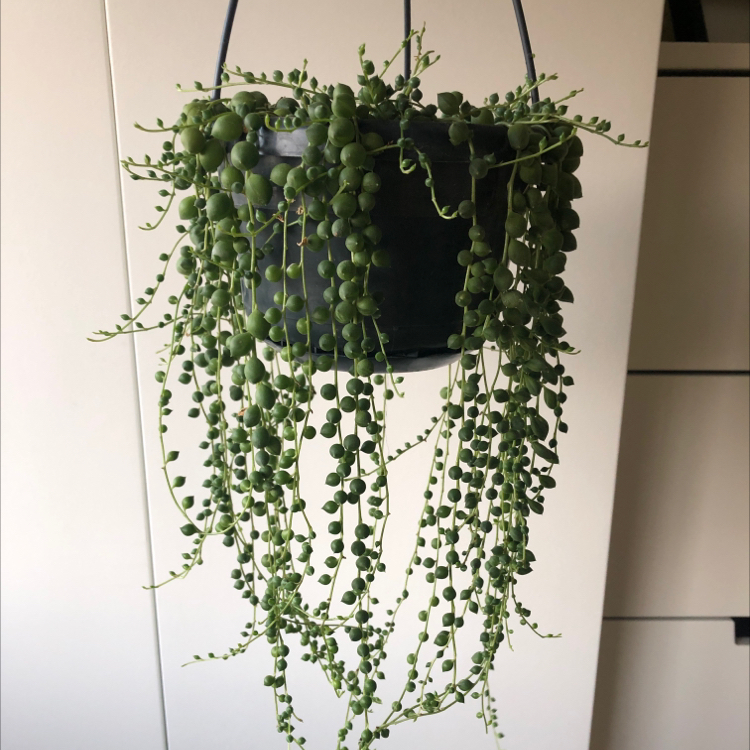 String of Pearls plant photo by @Jadel named Diana on Greg, the plant care app.