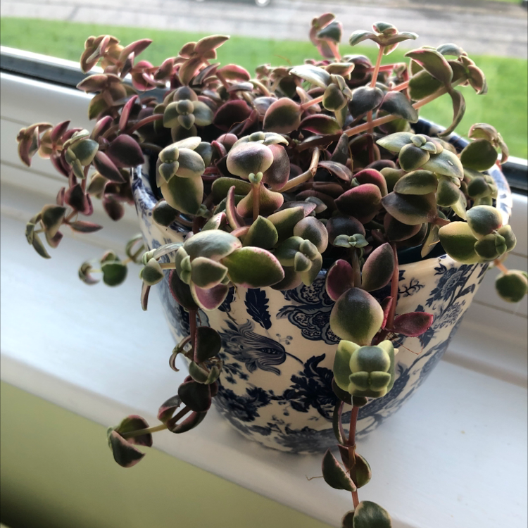 Photo of the plant species Crassula Pellucida by @Jadel named Marilyn on Greg, the plant care app