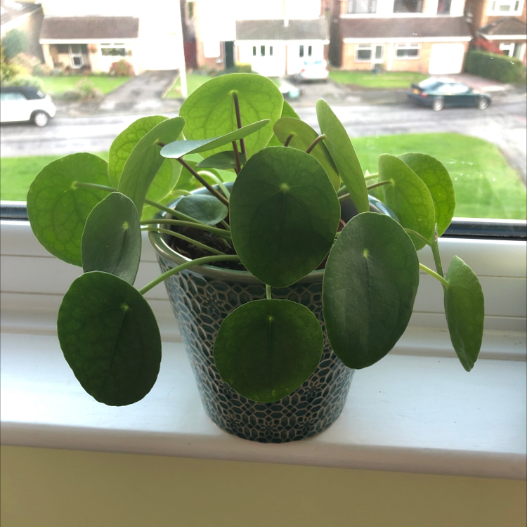 Chinese Money Plant plant photo by @Jadel named Shakira on Greg, the plant care app.