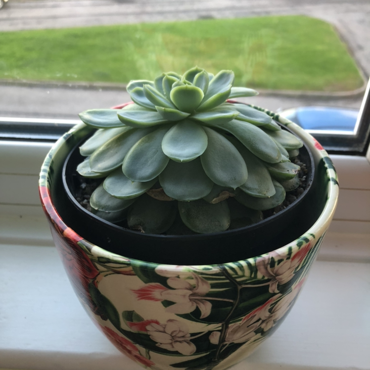 Ghost Echeveria succulent in a decorative pot on a windowsill.