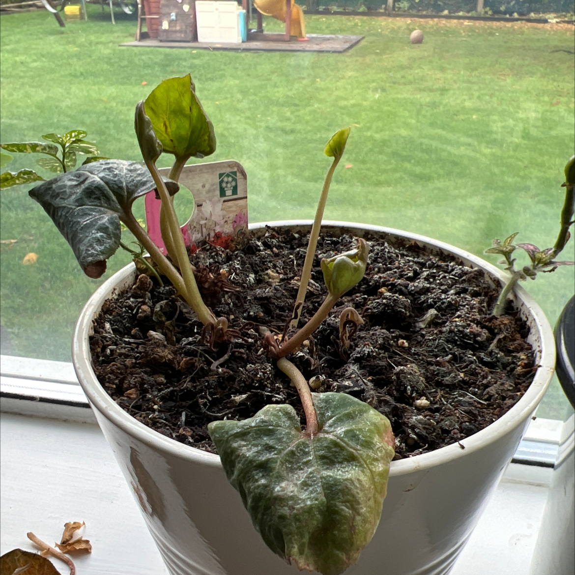 Persian Cyclamen plant photo by Holly named Mother’s Day on Greg, the plant care app.