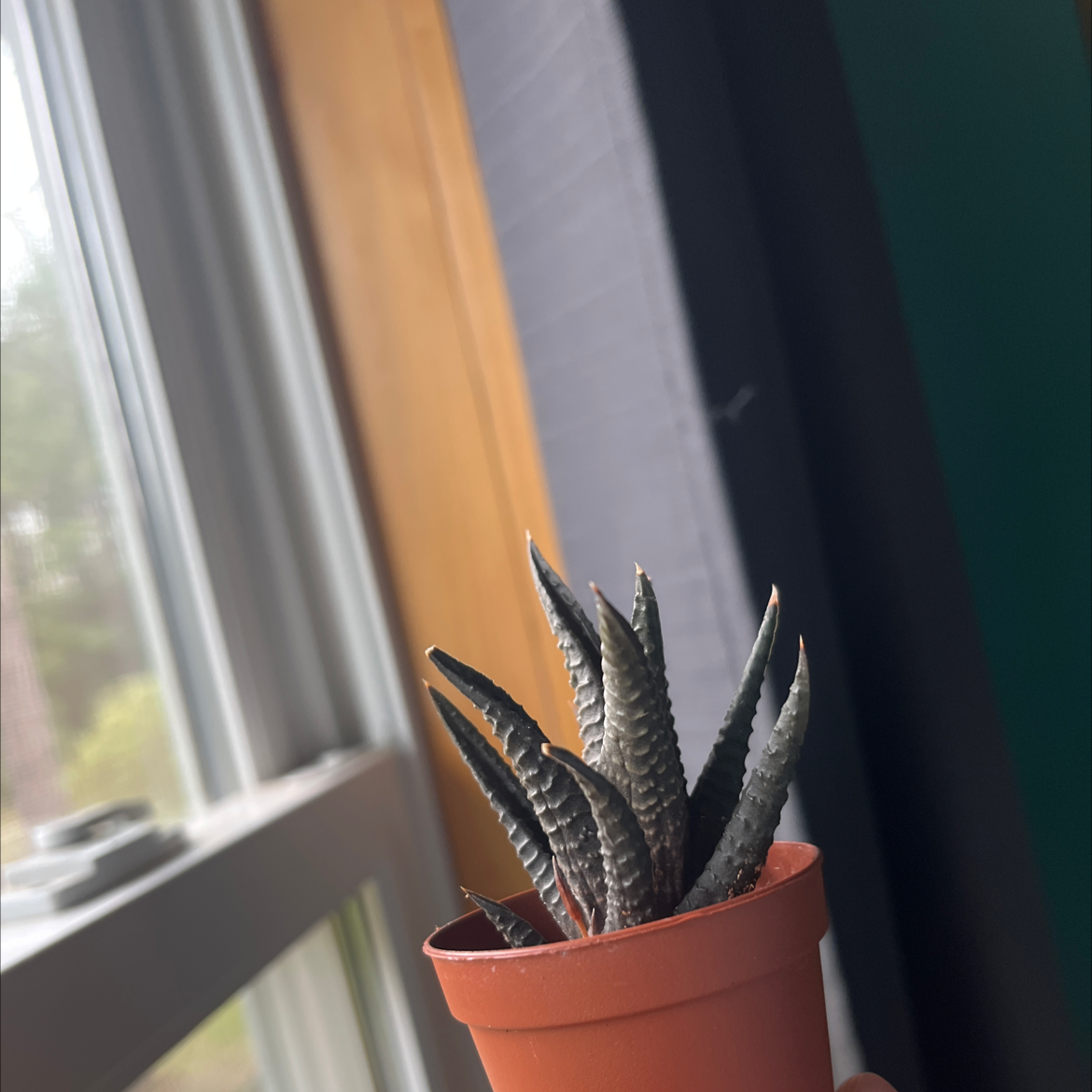 Zebra Plant plant photo by @Morganavery named Ross on Greg, the plant care app.