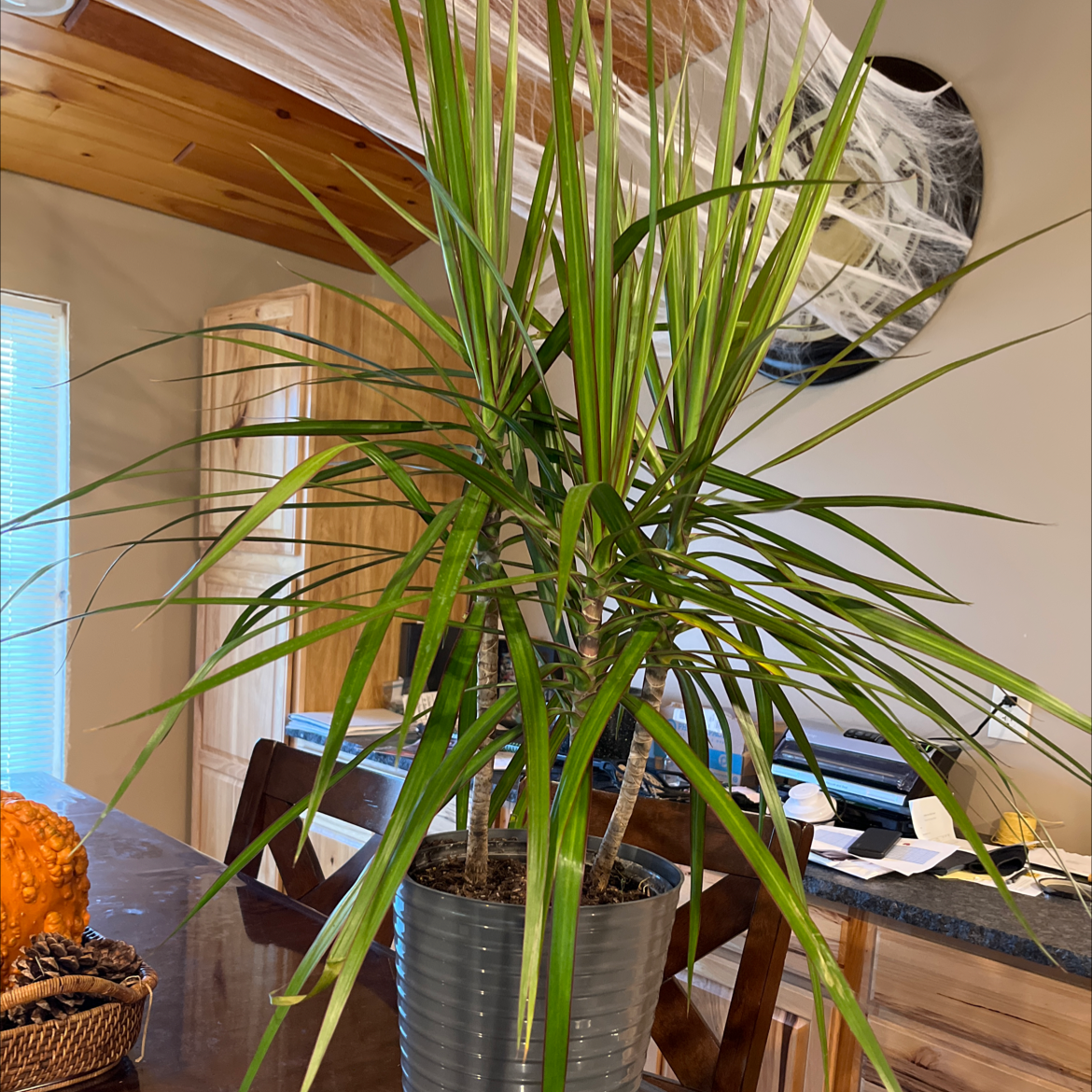 Song of India plant photo by @Morganavery named Carrie on Greg, the plant care app.