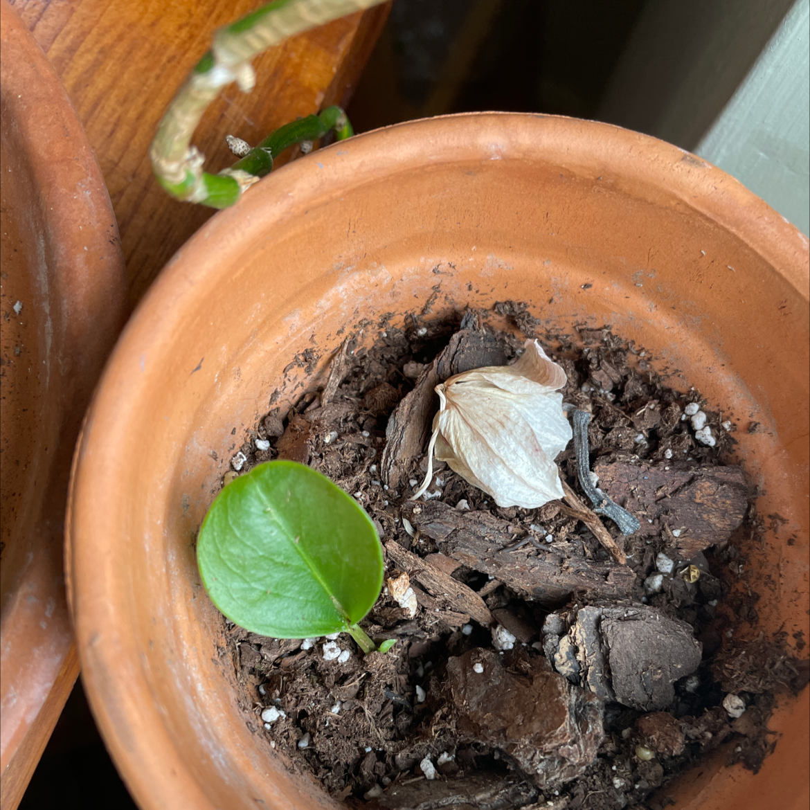 Peperomia 'Ginny' plant in a terracotta pot with one green leaf and some dried, brown leaves.