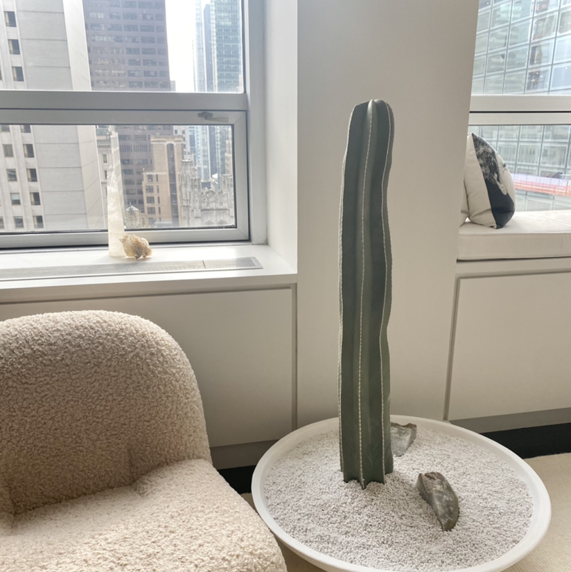 Photo of the plant species Mexican Fence Post Cactus by @Lizfriedland named Eddy on Greg, the plant care app