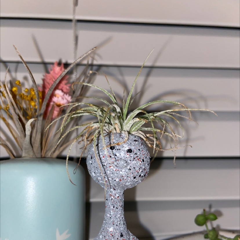 Tillandsia harrisii plant in a decorative pot with other plants in the background.