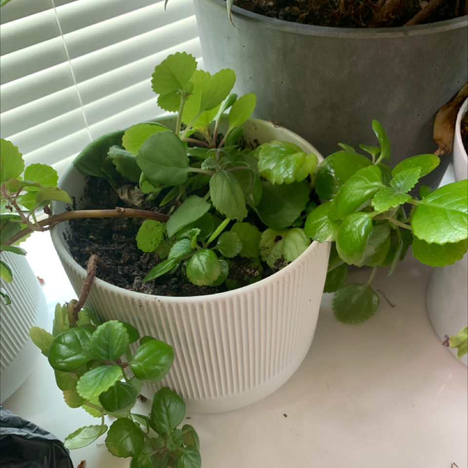 Swedish Ivy plant in a white pot with vibrant green leaves.