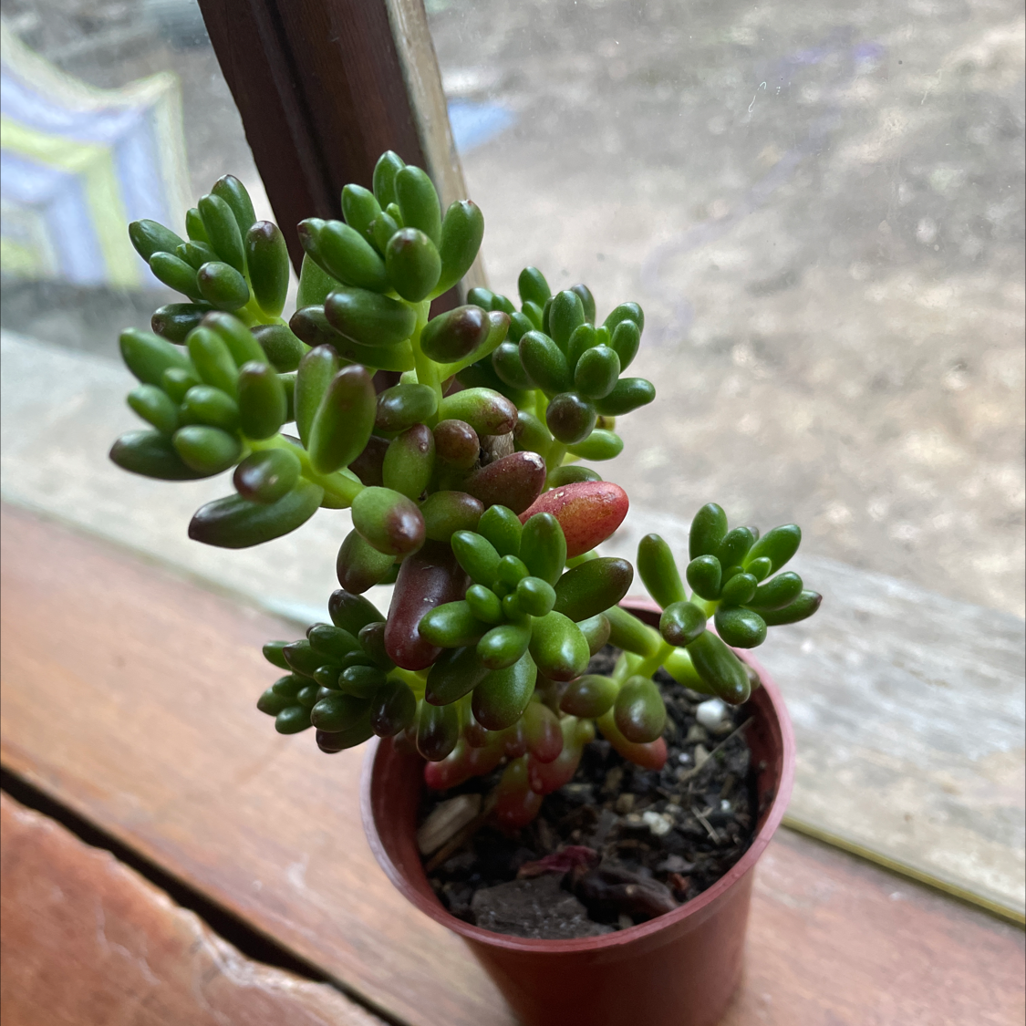 Photo of the plant species Jelly Bean Plant by Lotus named Jelly on Greg, the plant care app