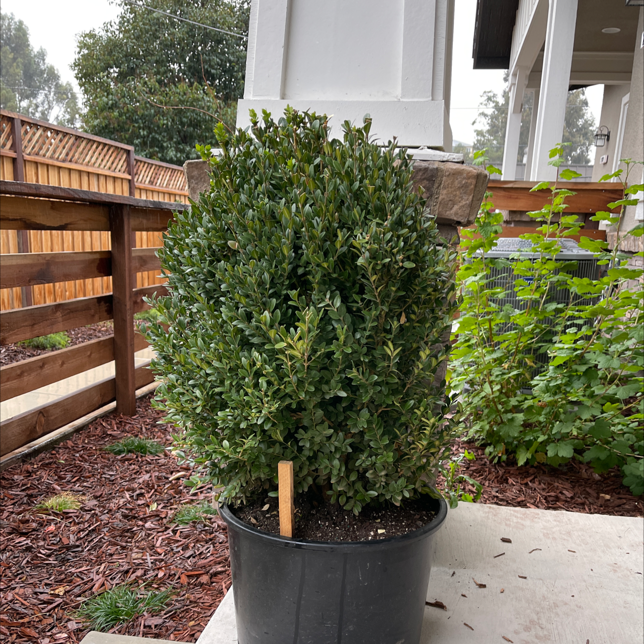 Why Are My Common Boxwood Leaves Dropping?