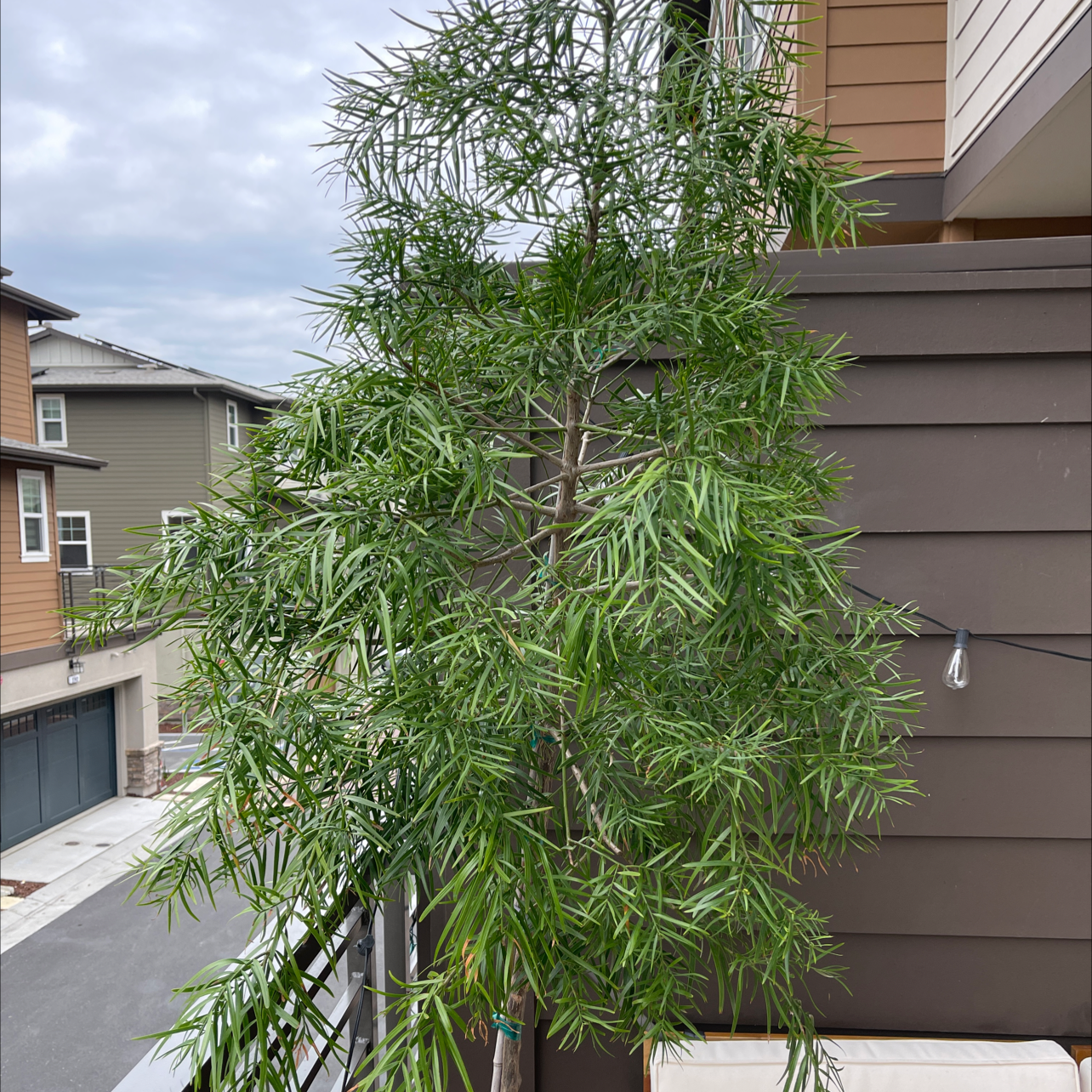 Photo of the plant species East african yellowwood by @blv named Surya on Greg, the plant care app