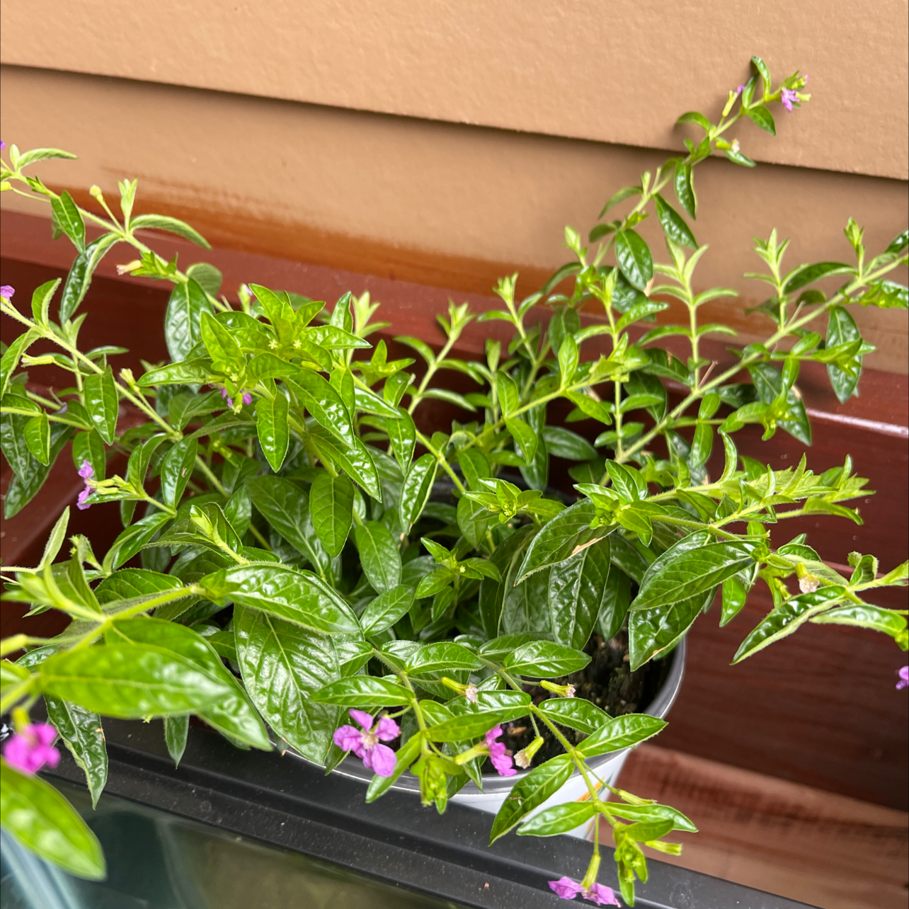 Photo of the plant species Hawaiian Heather by @blv named Mexican Healther on Greg, the plant care app