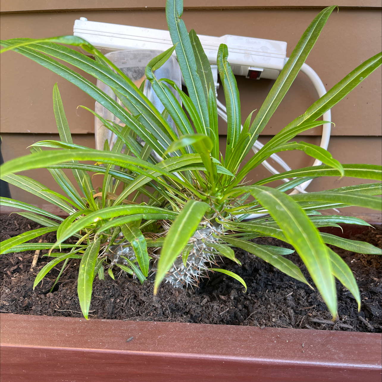 Madagascar Palm plant in a planter with visible soil, healthy green leaves.