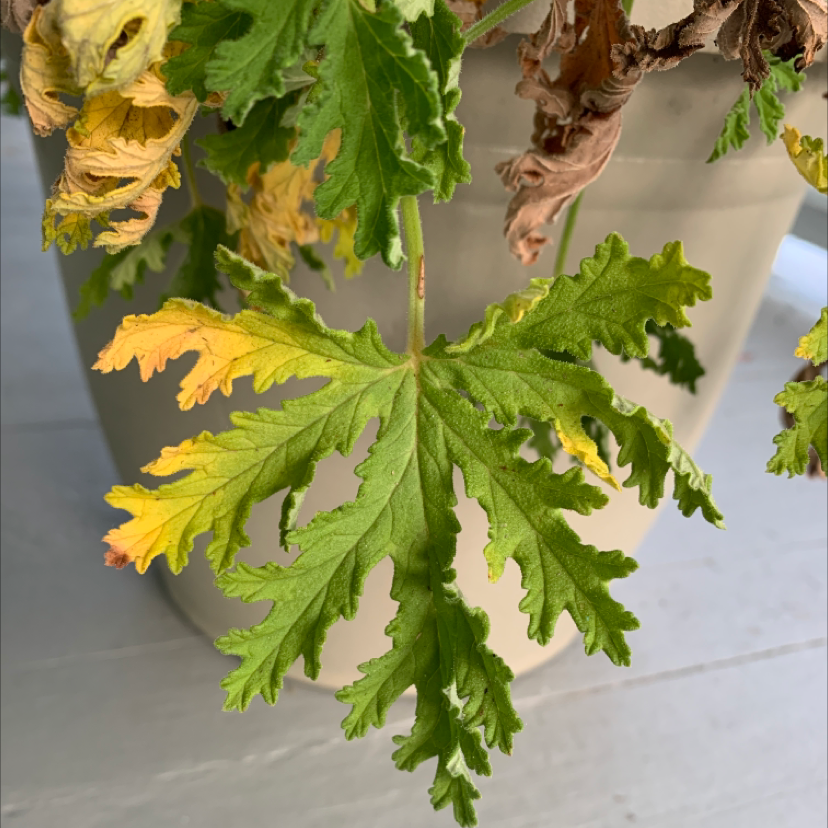 Citronella (anti-mosquito plant) plant photo by Anna c named Your plant on Greg, the plant care app.