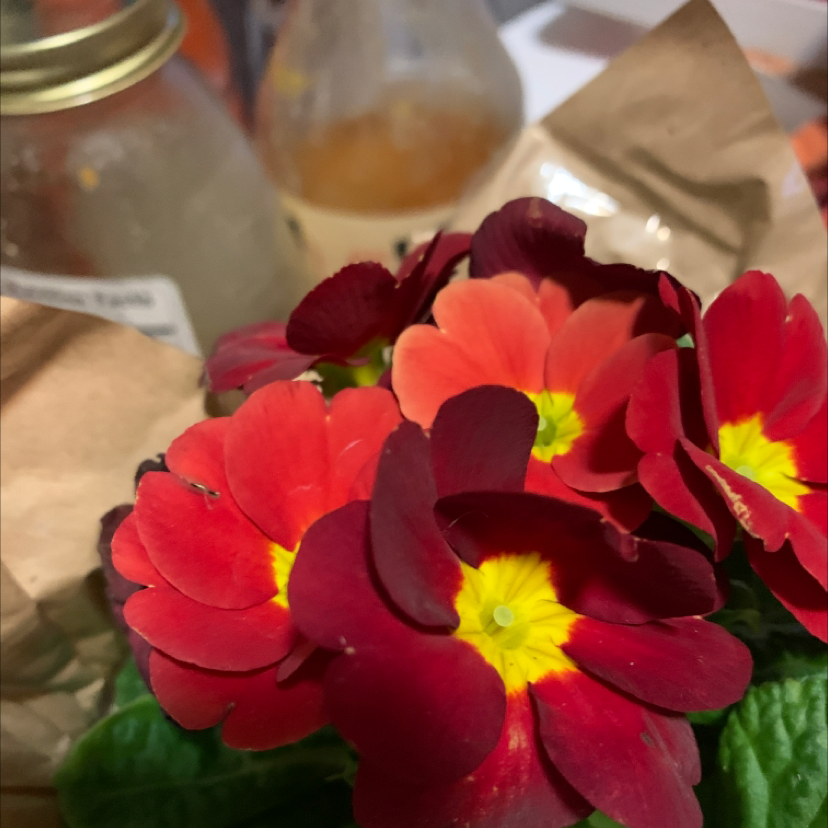 Common Primrose with vibrant red and yellow flowers, well-framed and in focus.