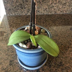 Phalaenopsis Orchid plant photo by @PurpleThumb22 named Pax on Greg, the plant care app.