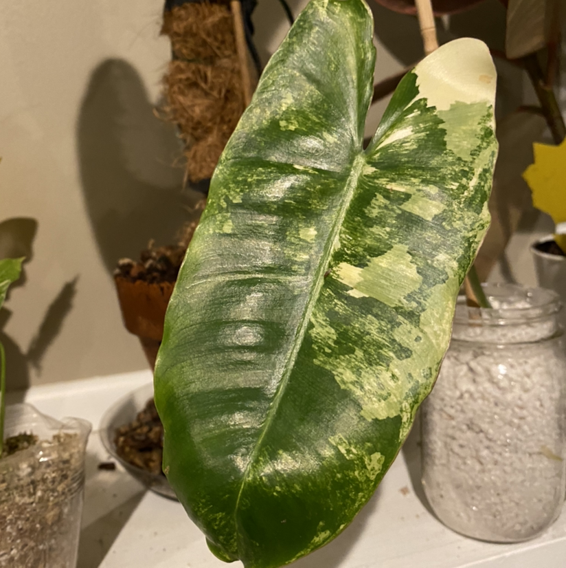 Leaf of Burle Marx Variegata plant with variegated green and yellow patterns.