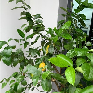 Meyer Lemon Tree plant photo by @Debra named Meyer Choo on Greg, the plant care app.
