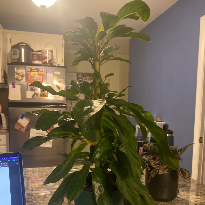 Healthy Alpine Schefflera plant indoors with broad, glossy green leaves.