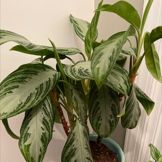 Chinese Evergreen plant in Powhatan, Virginia