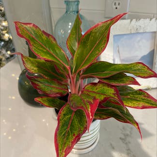 chinese evergreen plant in Powhatan, Virginia
