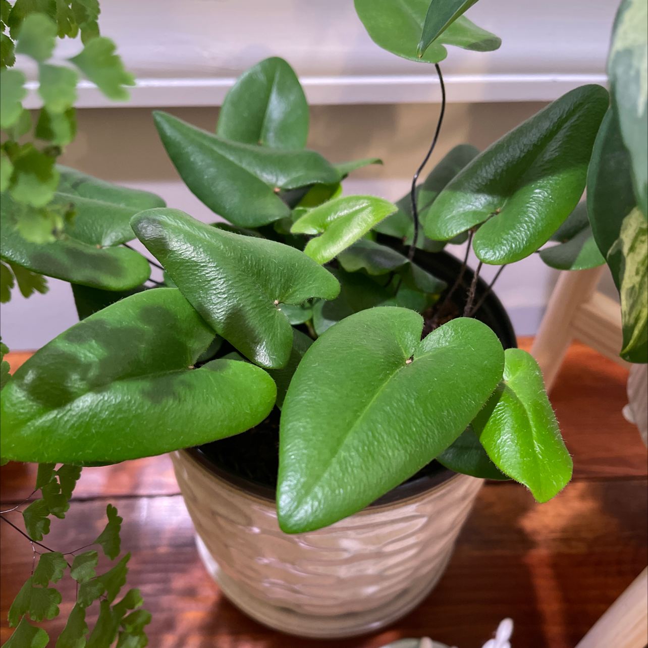 Heart Fern plant photo by @Glassfull named Pizza on Greg, the plant care app.