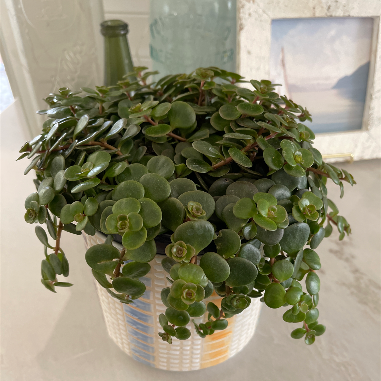 Why Are There Black Spots on My Chinese Sedum Leaves?