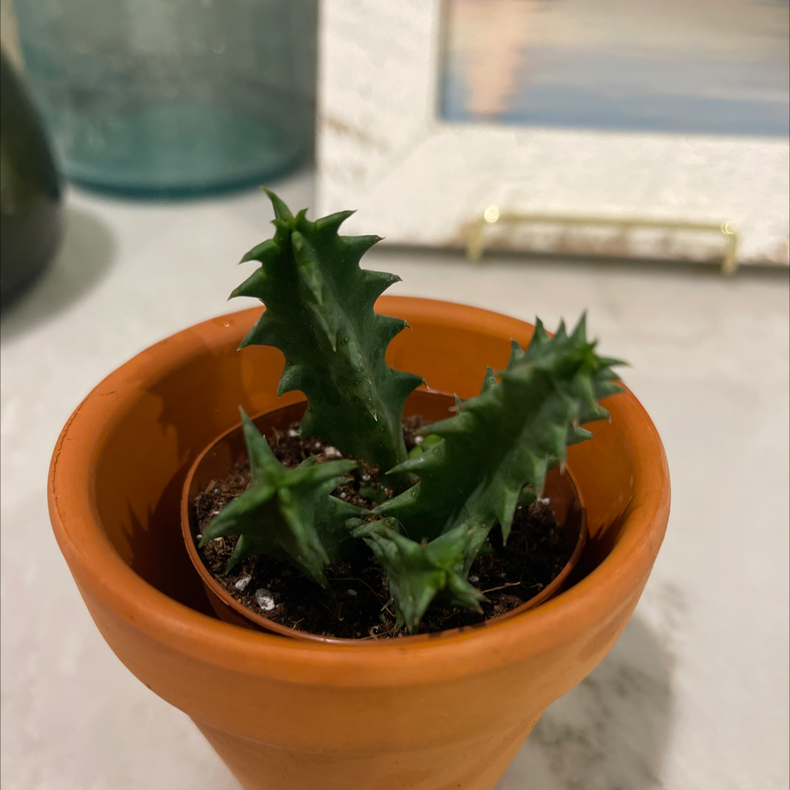 A healthy Lifesaver Cactus in a terracotta pot with visible soil.