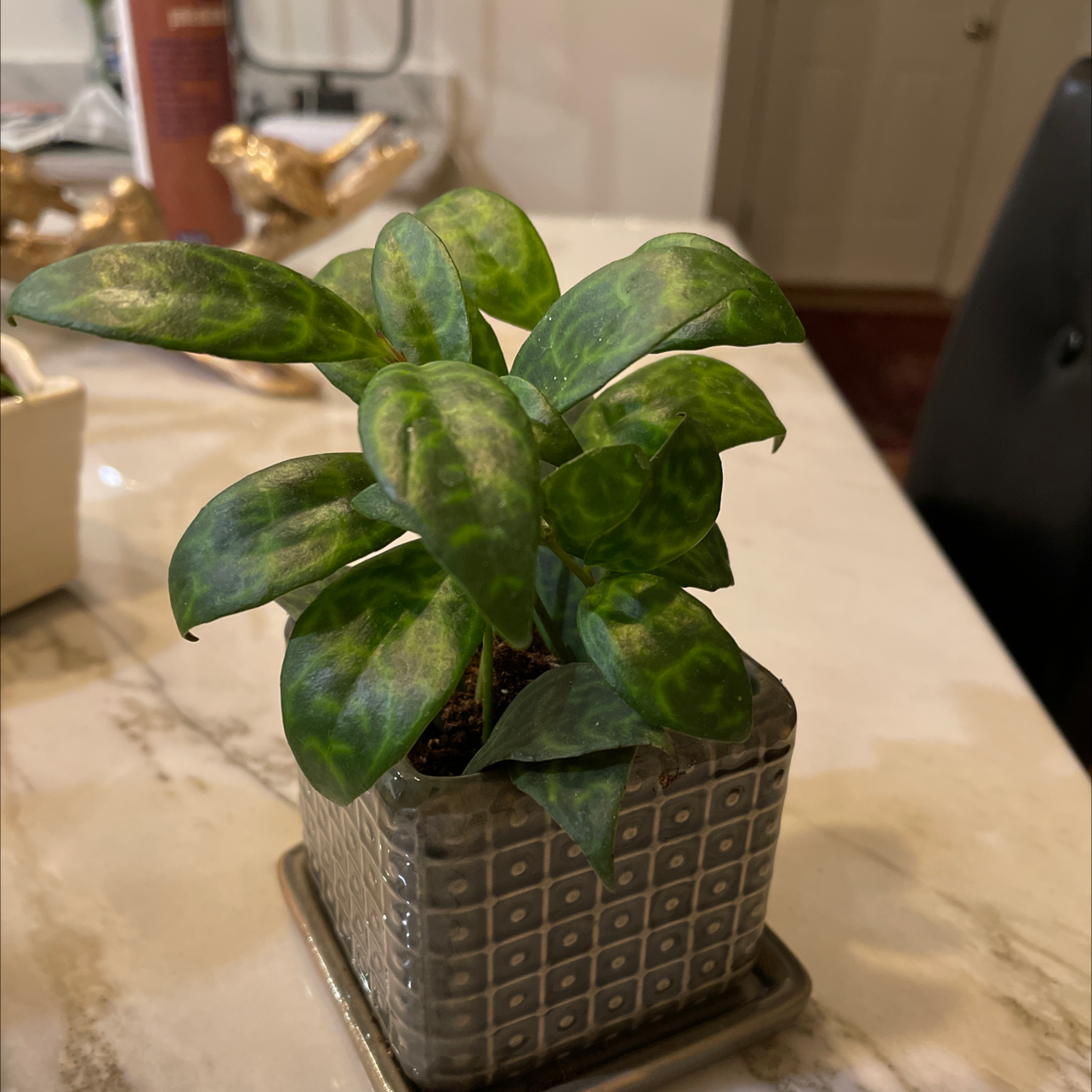 Potted Black Pagoda Lipstick Plant with mottled green leaves on a marble surface.