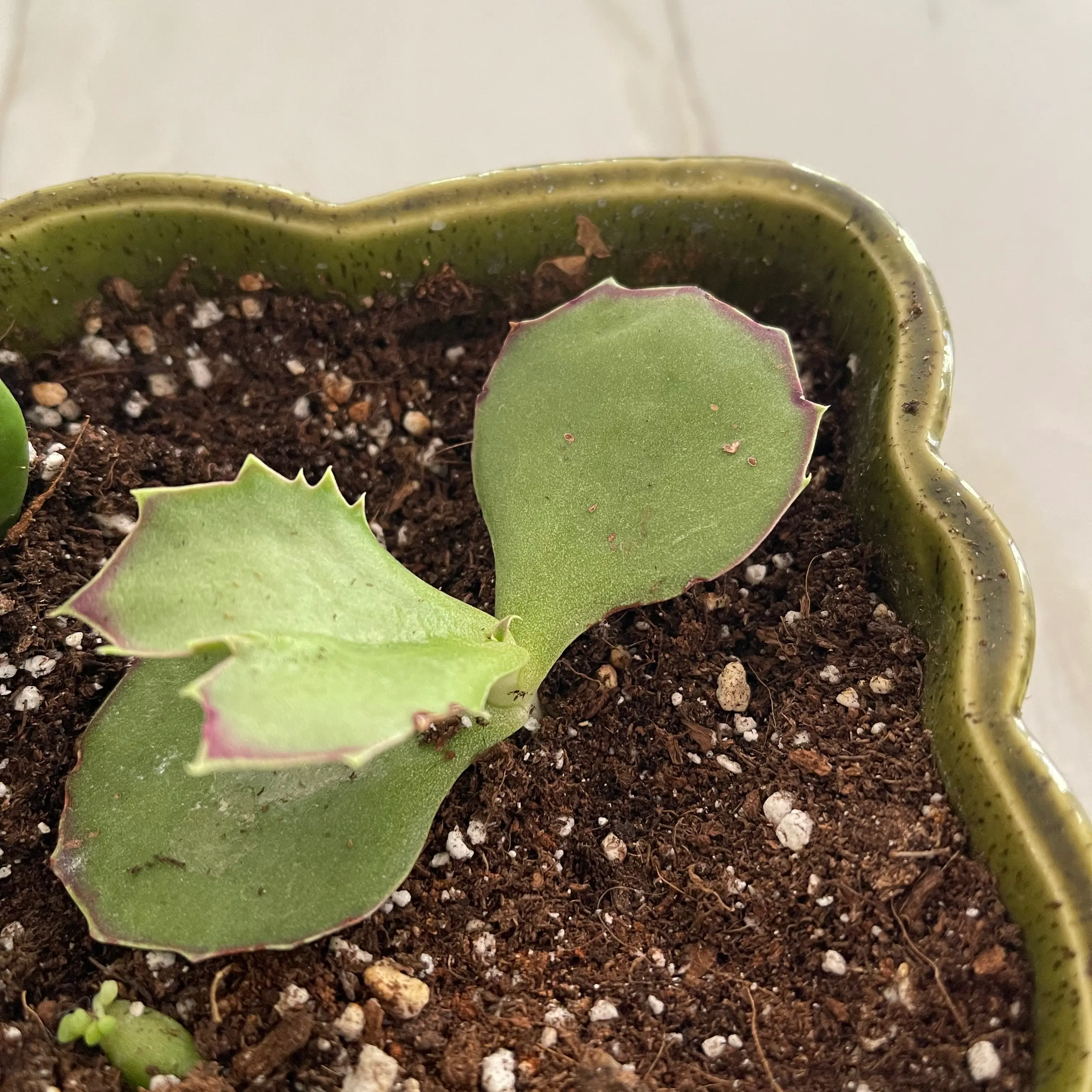 Walking Kalanchoe plant in a green pot with visible soil and slight leaf discoloration.