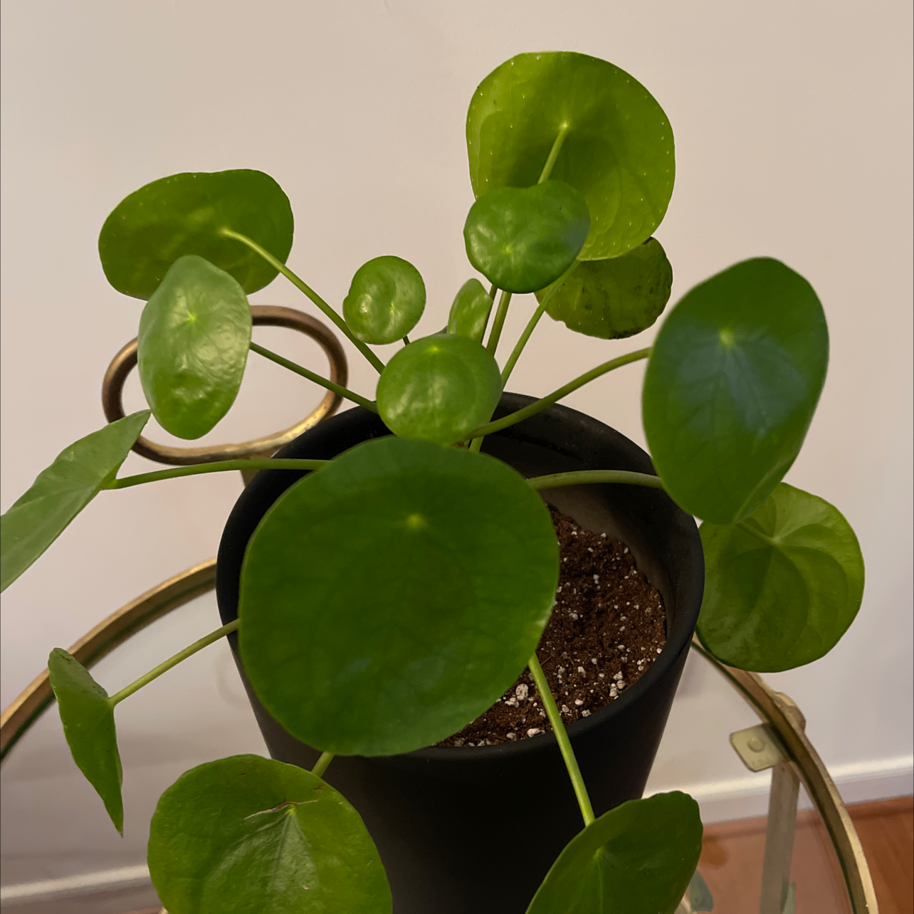 Chinese Money Plant plant photo by @Glassfull named Happy on Greg, the plant care app.
