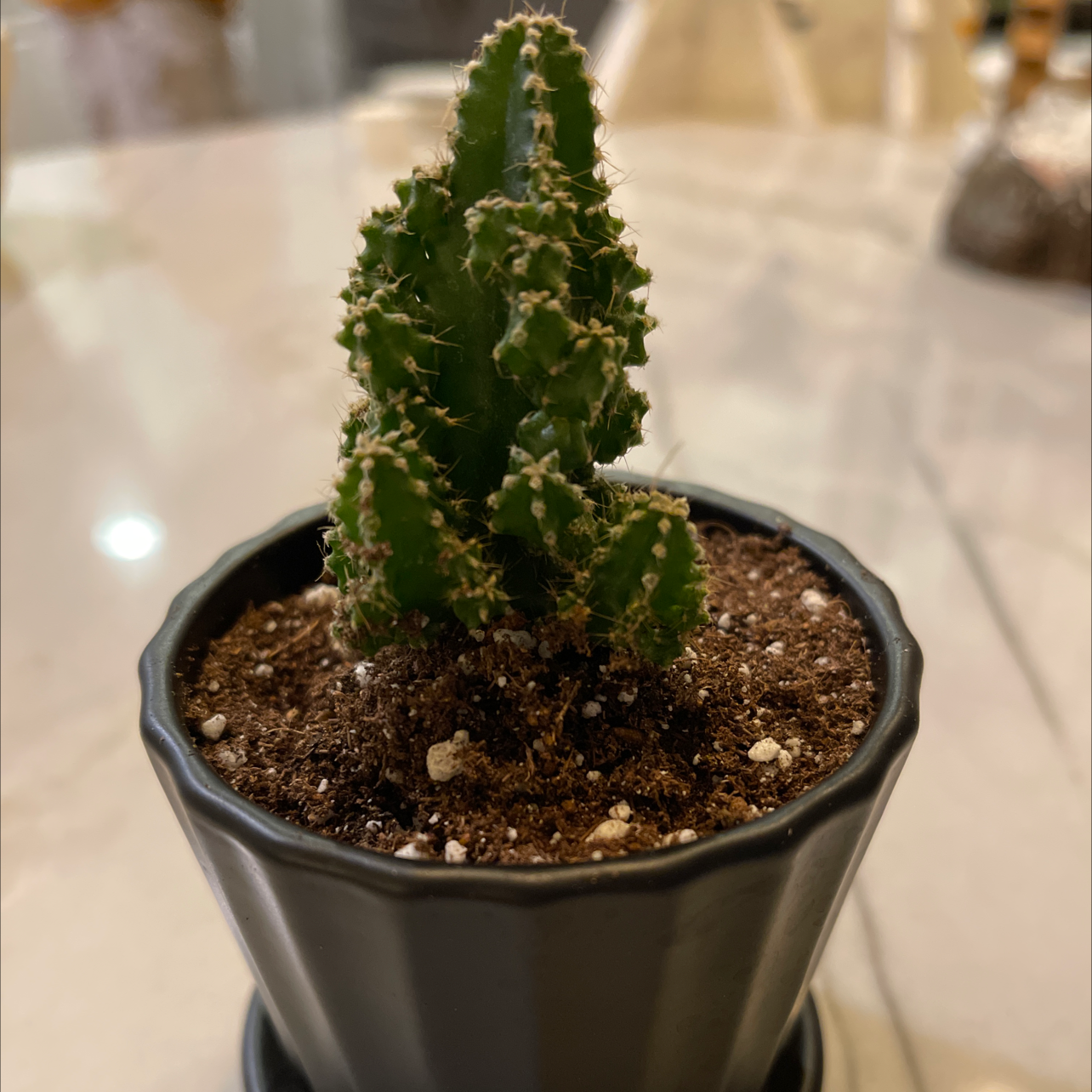 fairy sensitive plant care