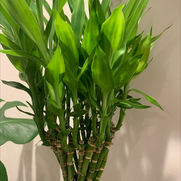 Lucky Bamboo plant photo by @Yesshewentthere named Elle on Greg, the plant care app.