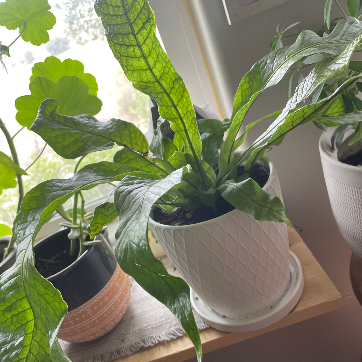 Photo of the plant species Crocodile Fern by Rachel named Robert the Croc on Greg, the plant care app