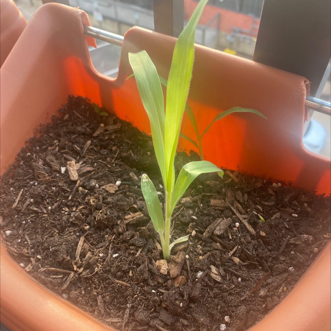 Young corn plant in a pot with visible soil, healthy green leaves.