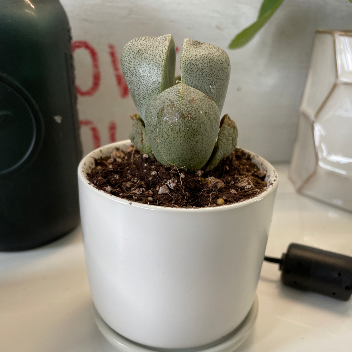 Split Rock plant (Pleiospilos nelii) in a white pot with visible soil.